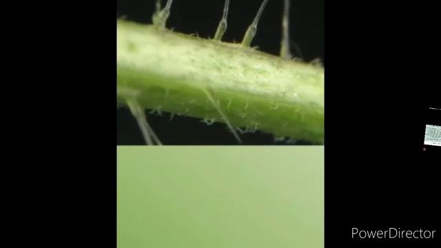 5 Фактов о Крапиве! смотреть онлайн