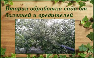 Вторая весенняя обработка деревьев и винограда от болезней и вредителей