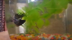 Какая вода должна быть у рыбок петушков?