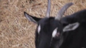 Зимовка коз в теплице