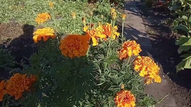 Как растут ШАФРАНЫ  посаженные для защите картофеля от колорадского жука.. Видео Нусратуллина Ф.Г.