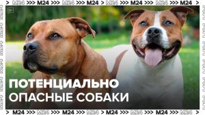 В Госдуме намерены пересмотреть список потенциально опасных пород собак - Москва 24