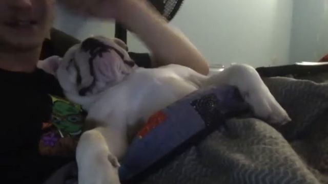 English Bulldog (Sugar) Snoring After Spay смотреть онлайн
