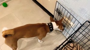 Басенджи Решил меня Обхитрить