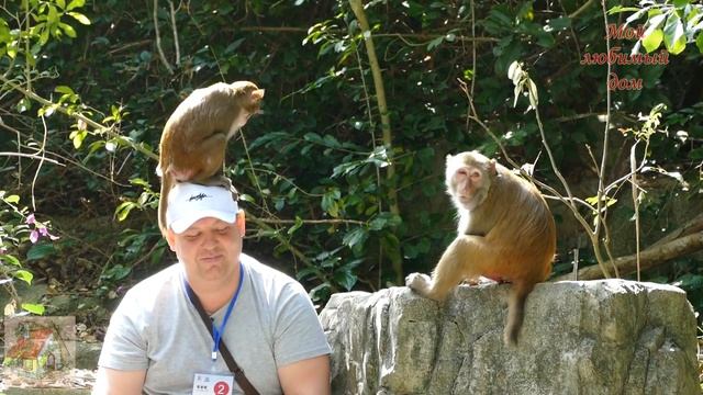 ОСТРОВ ОБЕЗЬЯН на Хайнани, КИТАЙ: что можно увидеть на экскурсии смотреть онлайн