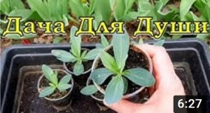 Вот так я сею ЭУСТОМУ ??? Открываем сезон???