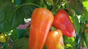 Самые вкусные и урожайные сладкие перцы 2023