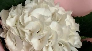 Букет из 1 белой гортензии