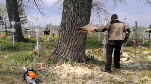 Stihl MS 462, шина 71 см. (не обзор)