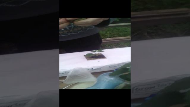 Клубника Альбион.mp4