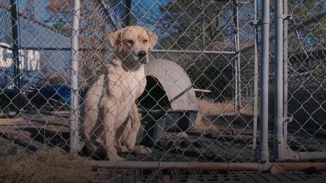 Approximately 40 dogs rescued from alleged neglect in Texas смотреть онлайн