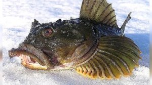 Рыба ротан фото и описание, как появился в наших водоёмах