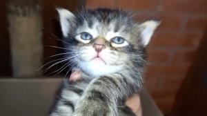 Siberian kittens Litter B...Crown of Siberia, age 24 days