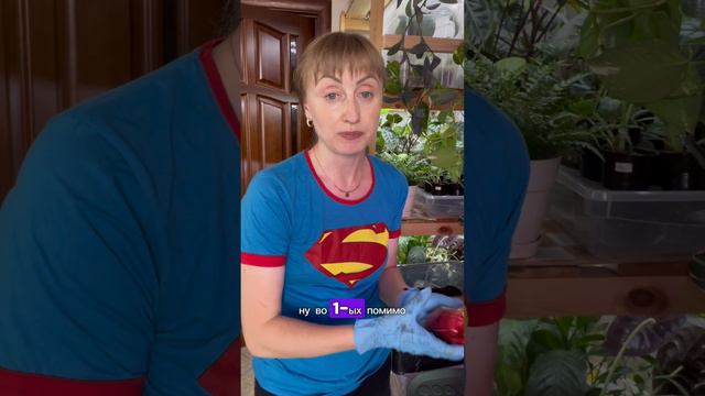 Добавки в грунт для комнатных растений