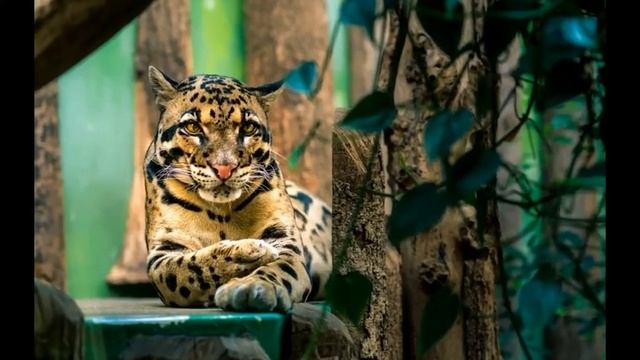 Clouded leopard Facts Interesting Facts aboutClouded leopard Facts about Clouded leopard смотреть онлайн