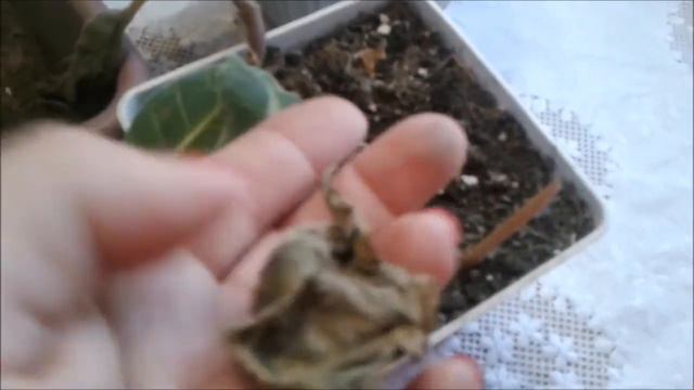 Разбудила глоксинию,выглядит не очень!!/глоксинии в феврале/цветочное утро/котики/фото моих цветов смотреть онлайн