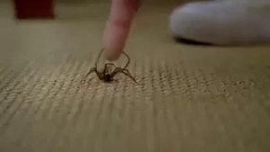 Вот почему девушки боятся пауков!!!