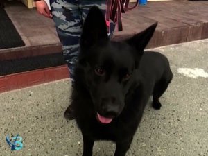 Тревога – учебная, эвакуация – настоящая! 16+