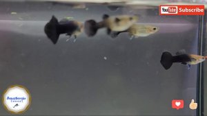 Гуппи чёрный принц?! guppy black prince ?!