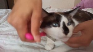 Как вычесывать кота, чтобы он не убегал