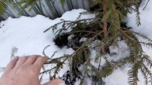 Осенняя посадка хвойников.Посадила ёлочку