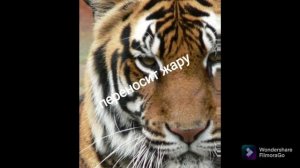 Бенгальский тигр против азиатского льва,кто сильнее?