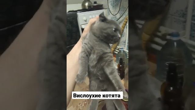 Поднял за шкирку котика