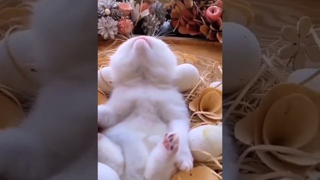 Смешной котенок спит на спине и храпит смотреть онлайн