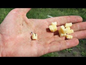 Вот она нашумевшая молочная насадка  - убийца крупного карася карпа и линя летом. Рыбалка на сыр.