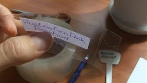 Как подписать название цветка на горшке."Липкий" способ.