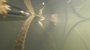 Щука под водой