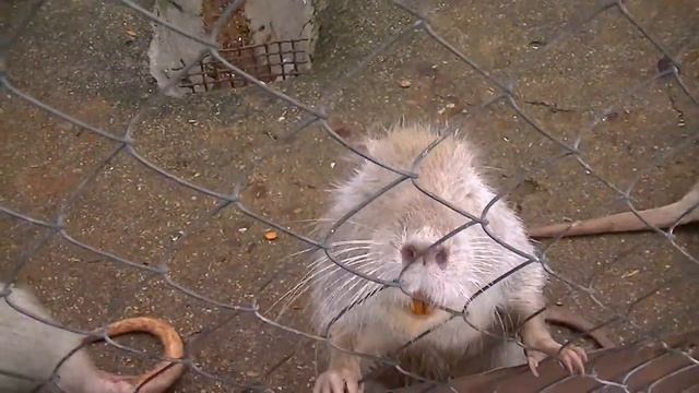 Нутрии. смотреть онлайн