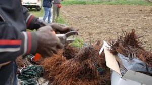 Сажаем санджовезе