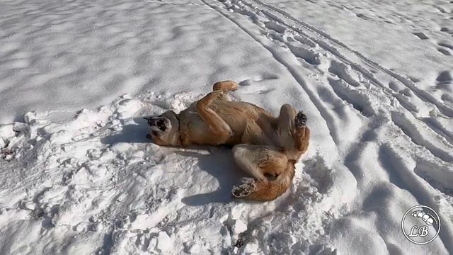 ЗИМНЕЕ УТРО… Пусть утро у всех будет добрым и счастливым… Музыка Александра Кэтлина... смотреть онлайн