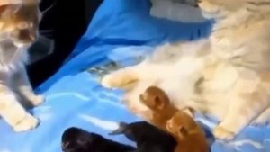 Подборка прикольных видео с котами для хорошего настроения