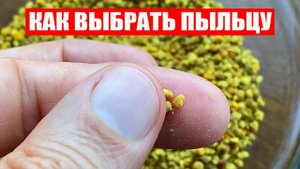 Пыльца Пчелиная. Как выбрать, хранить, применять
