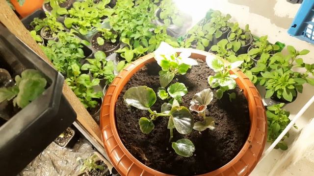 ВЫСАЖИВАЮ БЕГОНИЮ НА ПОСТОЯННОЕ МЕСТО ЖИТЕЛЬСТВО. ВСЕ ТОНКОСТИ И НЮАНСЫ. смотреть онлайн