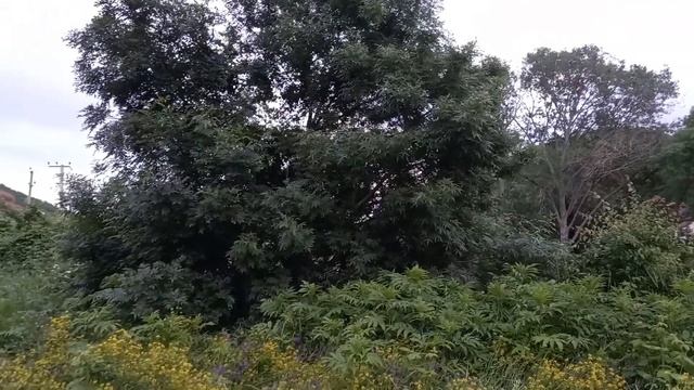 Соловей поет. Как красиво поет соловей. Трели соловья. Пение соловья. Звуки пения птиц.