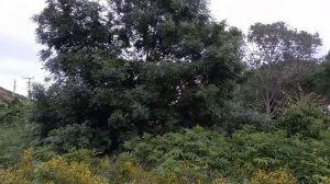 Соловей поет. Как красиво поет соловей. Трели соловья. Пение соловья. Звуки пения птиц.