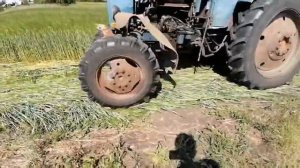 Косим ячмень на сено