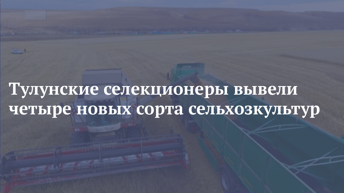 Тулунские селекционеры вывели четыре новых сорта сельхозкультур