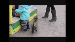 ежемесячные - жизнь кошачья