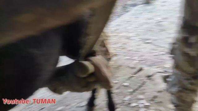 Расчистка копыт , станок для Лошади, Лахибу не понравилось в станке. смотреть онлайн