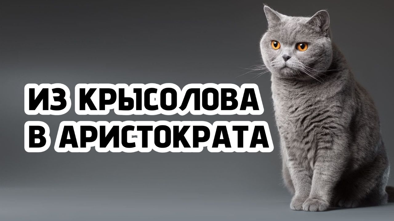 Британская кошка. История роскошной породы