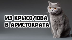 Британская кошка. История роскошной породы