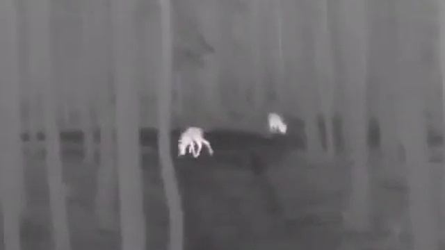 DALI S253 смотреть онлайн