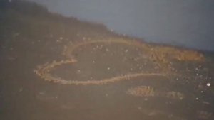 Ольга Дроздова и Дмитрий Певцов" Певчие Дрозды"