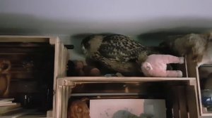 Переговоры с филином, взявшим в заложники свинью. Сова не шутит!