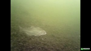 Китайский Эндоскоп на Зимней Рыбалке. (Подводная Камера за 20$ Своими Руками)