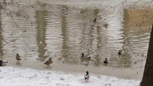 Утино-кошачья фауна парка Кузьминки